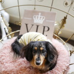 ホテル インターコンチネンタル 東京ベイ - ドッグフレンドリーラウンジ