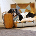 ホテル インターコンチネンタル 東京ベイ - ドッグフレンドリーラウンジ