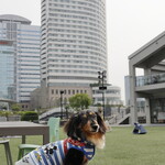 ホテル インターコンチネンタル 東京ベイ - 朝のお散歩にて