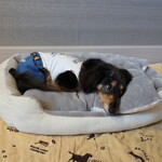 ホテル インターコンチネンタル 東京ベイ - 