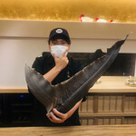 美会 - お約束の小道具が登場。吉切鮫の尾鰭です