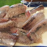 香海 - 入梅イワシ