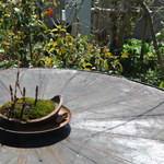 DJARM12 - 外テーブルの上の…つくしの盆栽