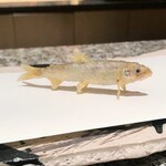 天麩羅 巽 - 稚鮎