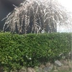 稲垣腸詰店 - お店の外の枝垂れ梅