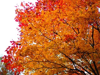 ザ・テラス・サクマ - 