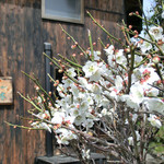 手打ち蕎麦とフレンチの やな木 - ＜2013年3月＞梅の花咲くやな木