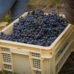 Jose Luis Karuizawa - 리유드반