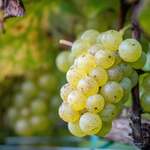 Jose Luis Karuizawa - 리유드반