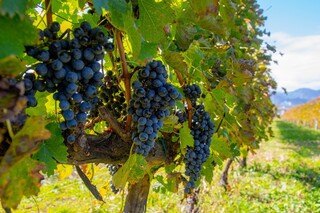 Jose Luis Karuizawa - 리유드반