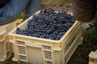 Jose Luis Karuizawa - 리유드반