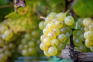 Jose Luis Karuizawa - 리유드반