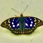 本坊酒造 山梨マルスワイナリー - 綺麗な蝶だ！