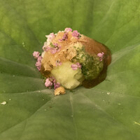 日本料理 晴山 - 