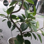 フォカッチェリア - オリーブの木