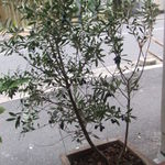 FOCACCERIA - オリーブの木