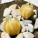 ラ・ヴァガボンド - ほおづき