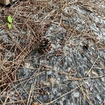 京都祇園 天ぷら八坂圓堂 - 