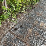 京都祇園 天ぷら八坂圓堂 - 