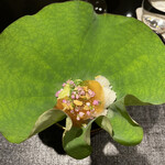 日本料理 晴山 - 