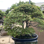 永楽 - これが飾れる床の間がある家がほすぅい！