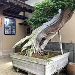 永楽 - 入口の BIG BONSAI