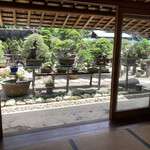 永楽 - いい盆栽の条件は360度どこからみてもいい景色なんだそうです