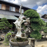 永楽 - 崖に生えてるように仕立ててあります(この大きさだともともと崖にこのように生えてていたのを山採りしてそれからさらにこのような形に発展させ、盆栽にしたと思われます）