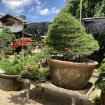 永楽 - 盆栽にしては大きな鉢でしょうか