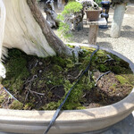 永楽 - この根張りの力強さで盆栽でも大木感を感じさせるように仕立てるのが良いそうです