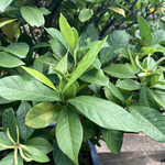 永楽 - くちなしね。これにこれだけの花芽をつけるのはテクニックがいるだろうに