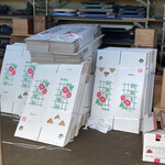 永楽 - 朝顔市にも出荷したのかな？