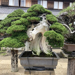 永楽 - こういう派手目なのは