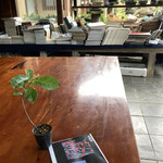 永楽 - おまけの盆栽の苗木が老爺柿でした＼(^o^)／今度は頑張る！