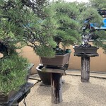 永楽 - 黒松三兄弟