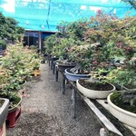 永楽 - でも、持つなら広葉樹の方がいいかな