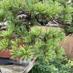 永楽 - でもここにあるのは樹齢600年超の物ばかりだそう。五葉松はきちんと先まで針金がびっしりとかかっています。この先百年の樹形をイメージして針金をかけるのだそう