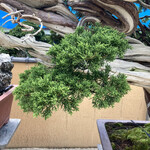 永楽 - そしてこれらは人工的につくることもできます