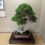 永楽 - この床の間にふさわしい格の盆栽ですね