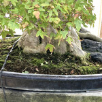 永楽 - 根の部分もいい！