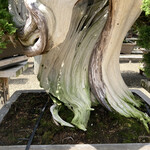 永楽 - かの国の人達に人気だとか