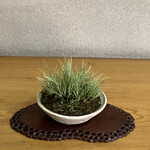 永楽 - これは盆栽の草もので名脇役の「姫石昌」です