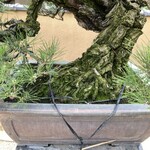 永楽 - 根張りを見てね