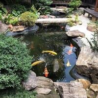 炭焼うな富士 白壁別邸 - 金色の鯉もいる。