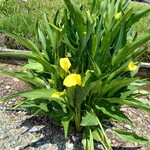 ベーカリーツキヨシ - 