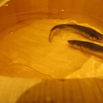 六花 - 泳がし鮎