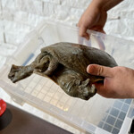 プレゼンテ スギ - スッポン