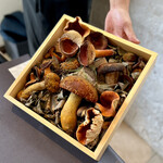 プレゼンテ スギ - キノコ