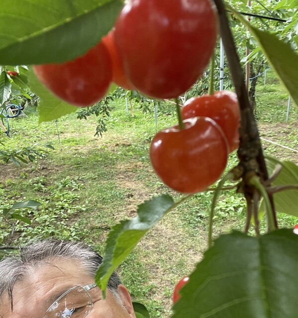 上山観光フルーツ園・山形チェリーランド（カミノヤマカンコウフルーツエン・ヤマガタチェリーランド） - かみのやま温泉（その他）の写真