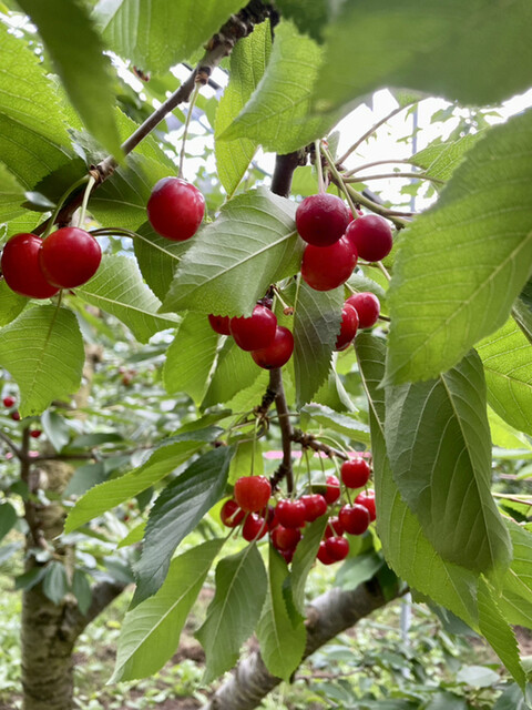 上山観光フルーツ園・山形チェリーランド（カミノヤマカンコウフルーツエン・ヤマガタチェリーランド） - かみのやま温泉（その他）